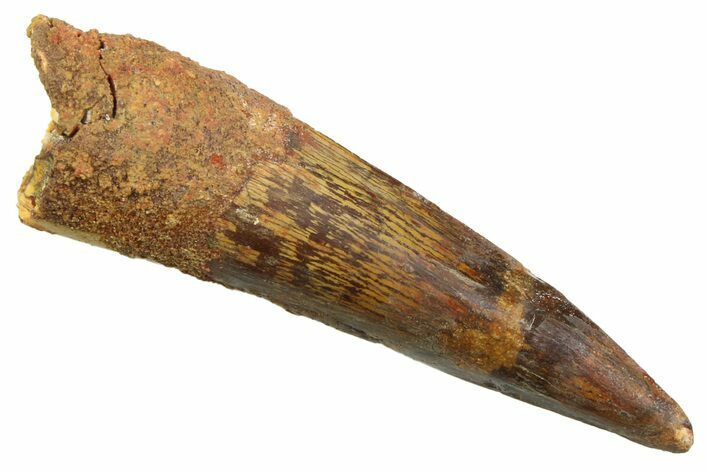 Fossil Spinosaurus Tooth - Real Dinosaur Tooth #352394